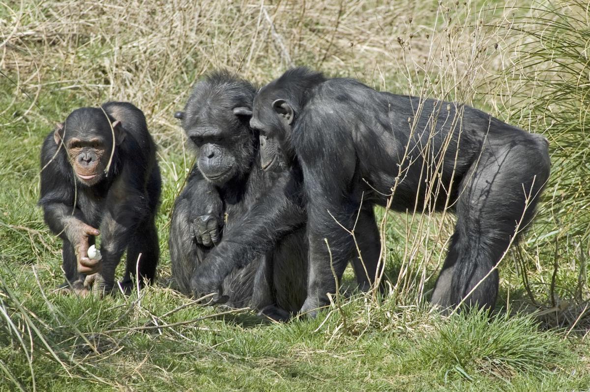 Scientists discover concerning behavioral changes in chimps: ‘Could something so small have prevented the pandemic?’