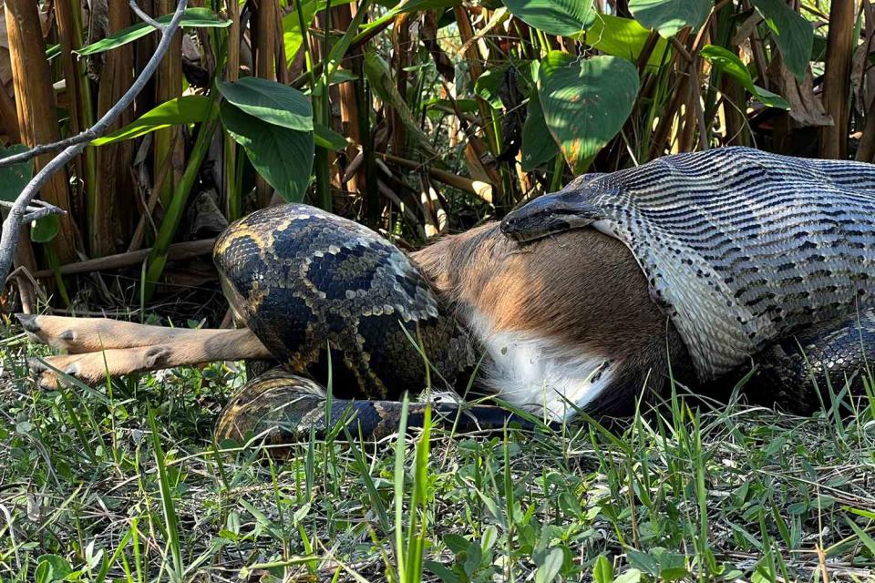 Scientists Share ‘Intense’ Footage of Invasive Python Swallowing 77-Pound Deer Whole in Florida