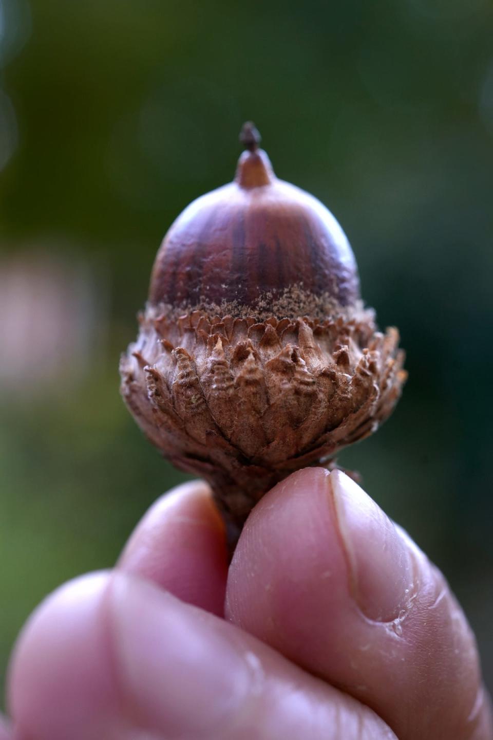 Seeing more acorns this fall? Here’s why, and what it means for RI’s forests.