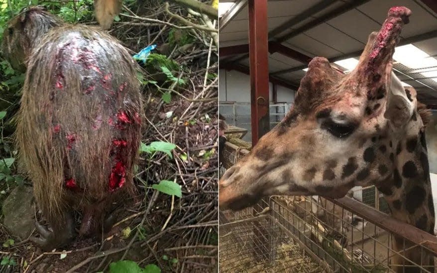 Shocking pictures reveal scale of alleged animal abuse at scandal-hit zoo