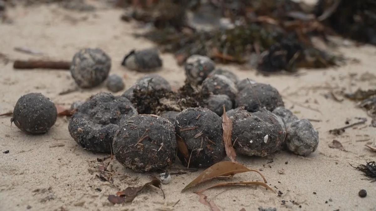 Two Sydney beaches closed after hundreds of black golf ball sized spheres wash ashore