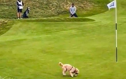 Watch: Dog steals Gareth Bale’s golf ball after superb chip