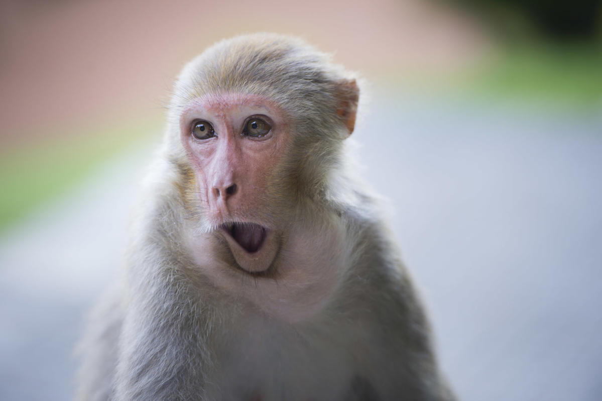 25 monkeys recovered after more than 40 escaped a South Carolina research facility. How it happened