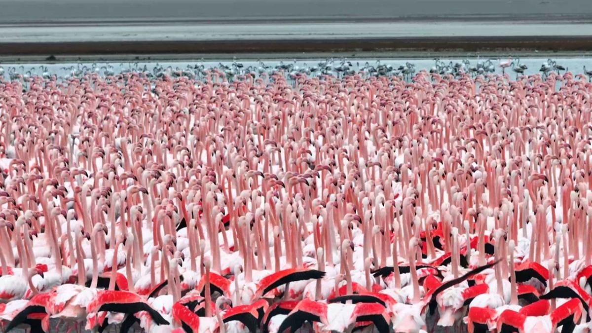 A flamboyance of flamingos gather in massive Kazakhstan migration