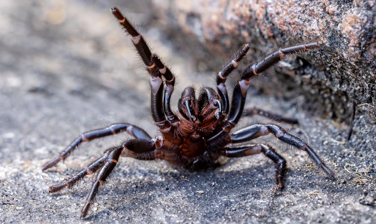 Australian Officials Want Public’s Help to ‘Milk’ Deadly Spiders