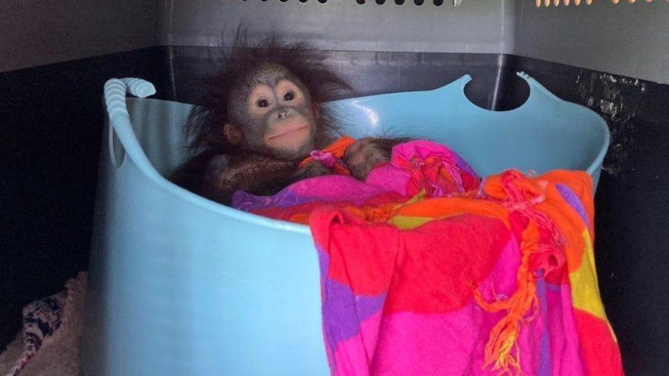 Baby orangutan’s first class ticket to her new home