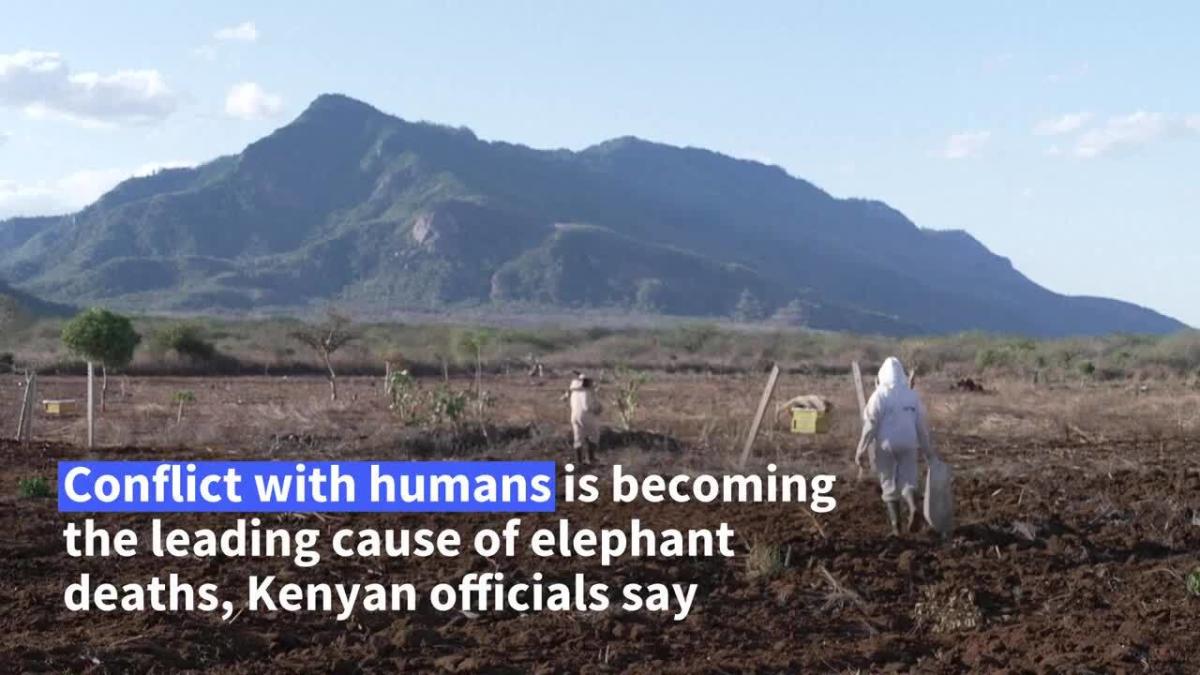 Bees help tackle elephant-human conflict in Kenya