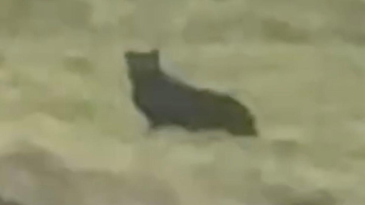 ‘Big cat’ sighting in remote beauty spot