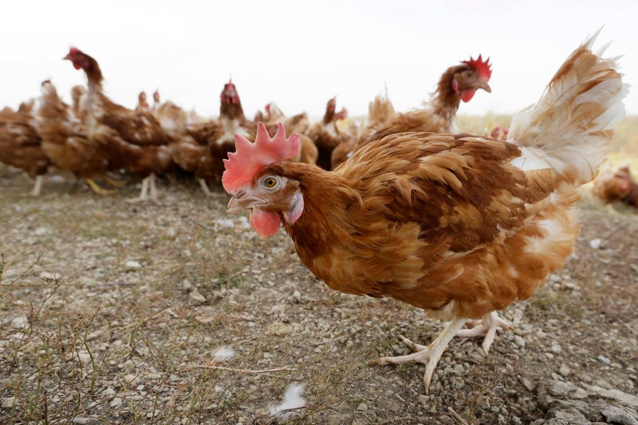 Bird flu spreading in Hawaii for the first time