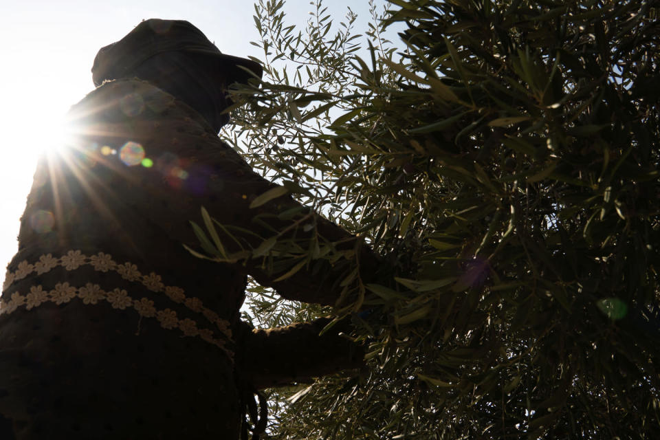 Bombs go off all around, but in Lebanon’s ancient olive groves, work must go on