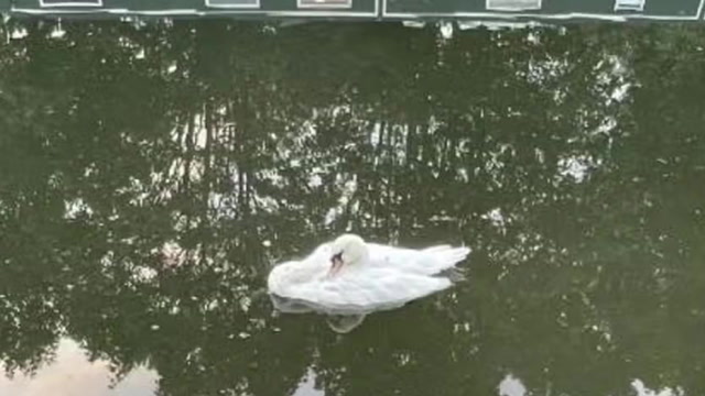 Cause of death revealed after dozens of swans and other birds die in London canal