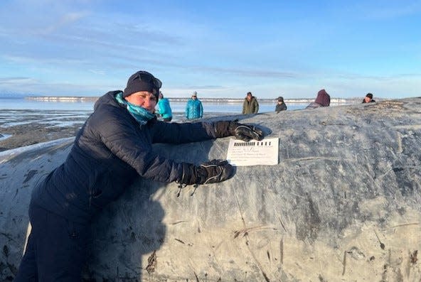 Dead 47-foot-long endangered fin whale washes up in Alaska, attracting hundreds of people