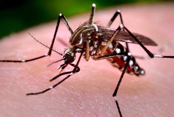 Dengue fever spiked to record levels in 2024: Climate change will make it even worse