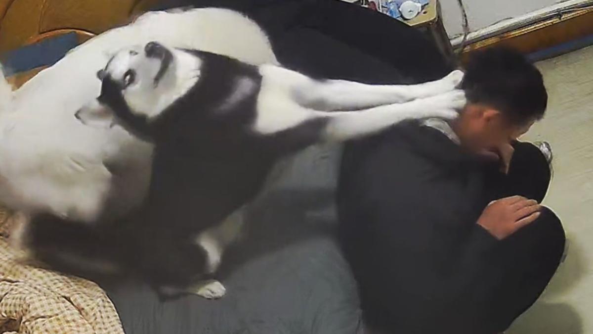 Enthusiastic husky hilariously massages owner’s back