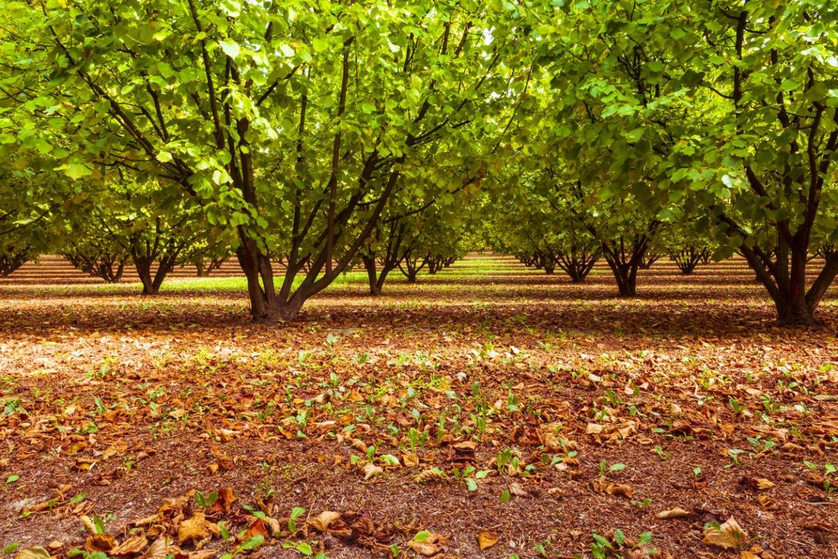 Farmers raise concerns after staple crop becomes increasingly harder to grow: ‘I don’t remember this happening before’