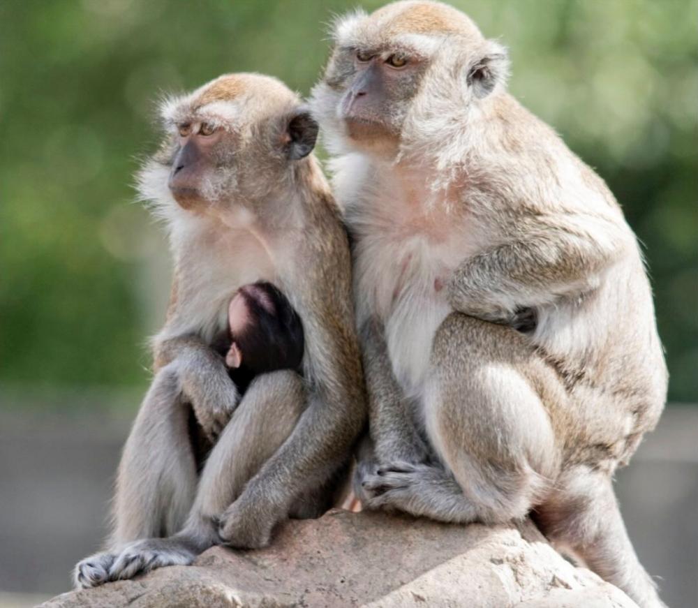 Forty monkeys on the loose in South Carolina after escaping research facility