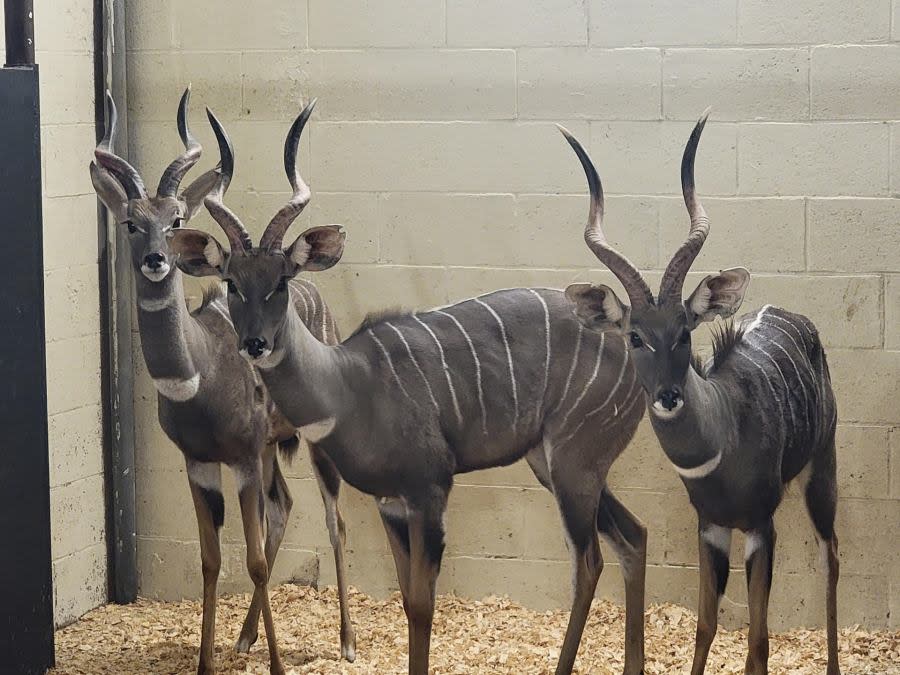 Four new animals arrive at Dickerson Park Zoo