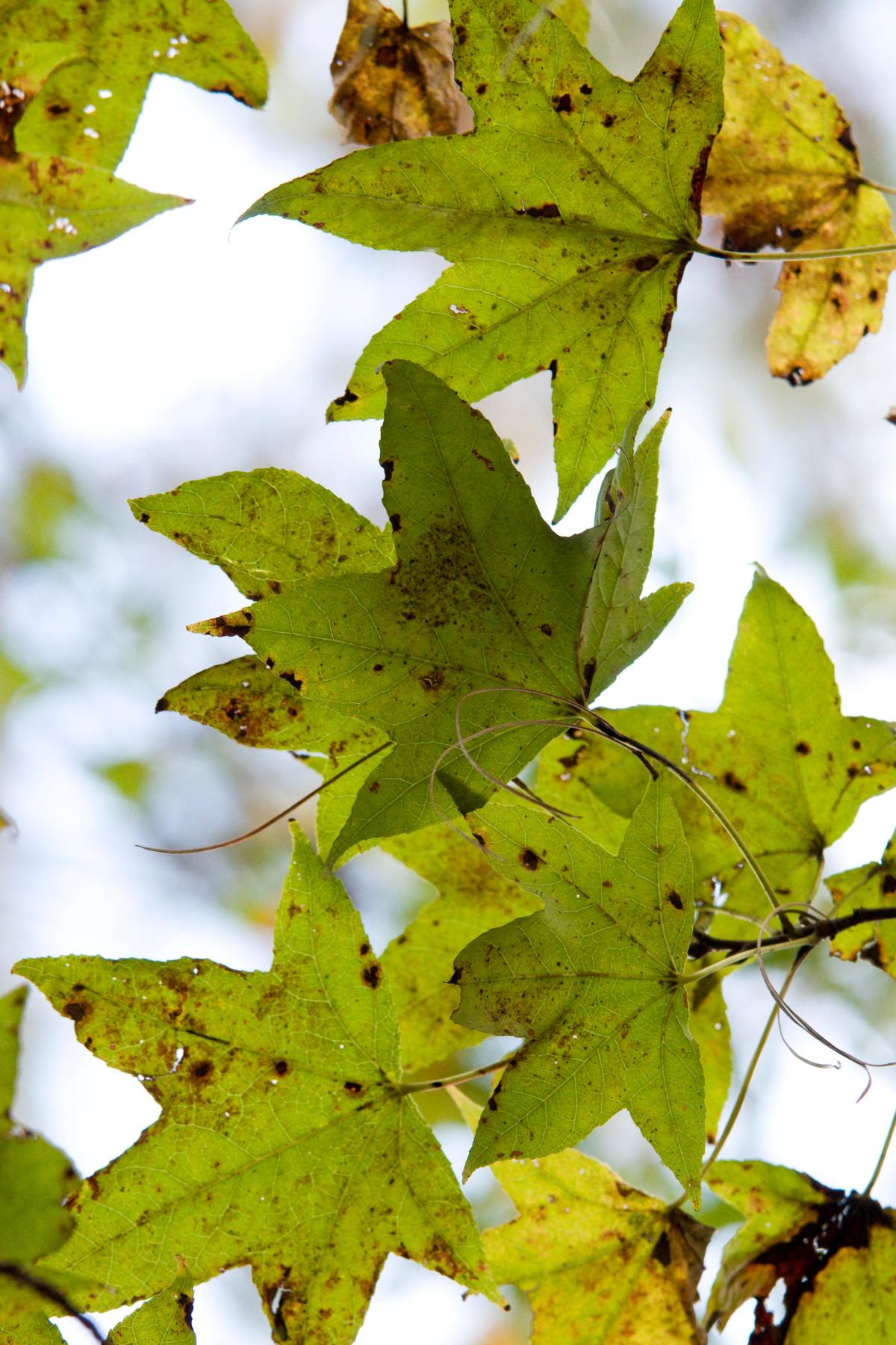 Keep an eye out for spots on leaves and caterpillars in garden