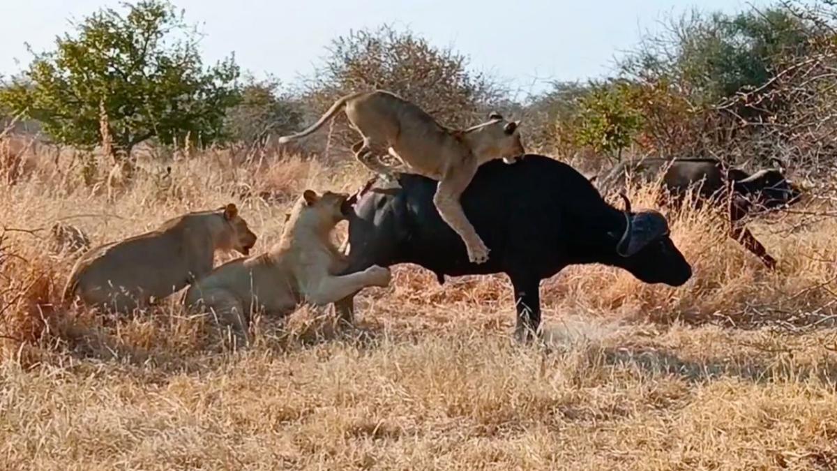 Lion pride attacks buffalo – but then the herd comes to the rescue