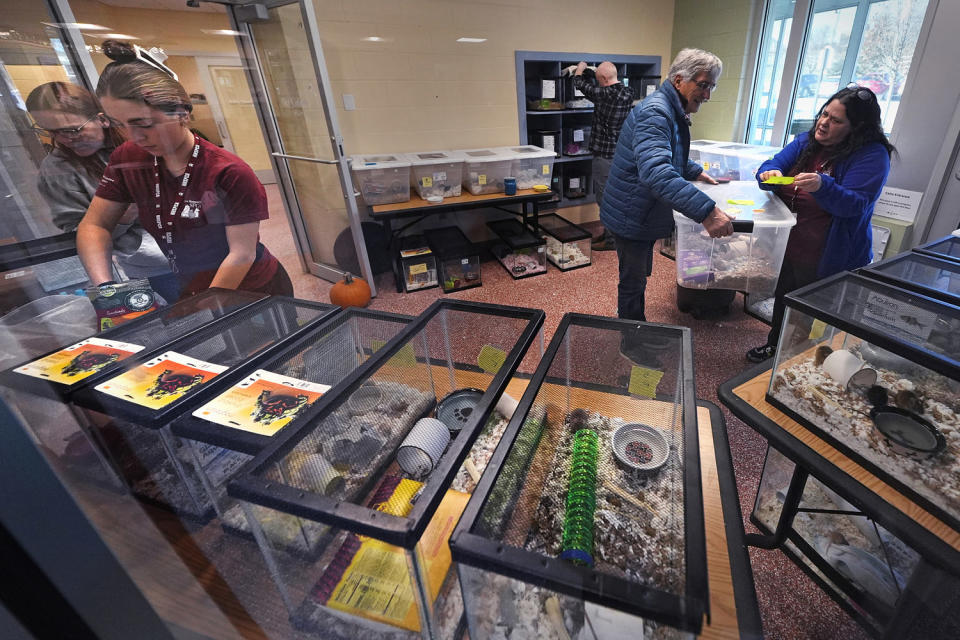 Man overwhelmed by pet mice breeding rate gives nearly 1,000 rodents to New Hampshire shelter