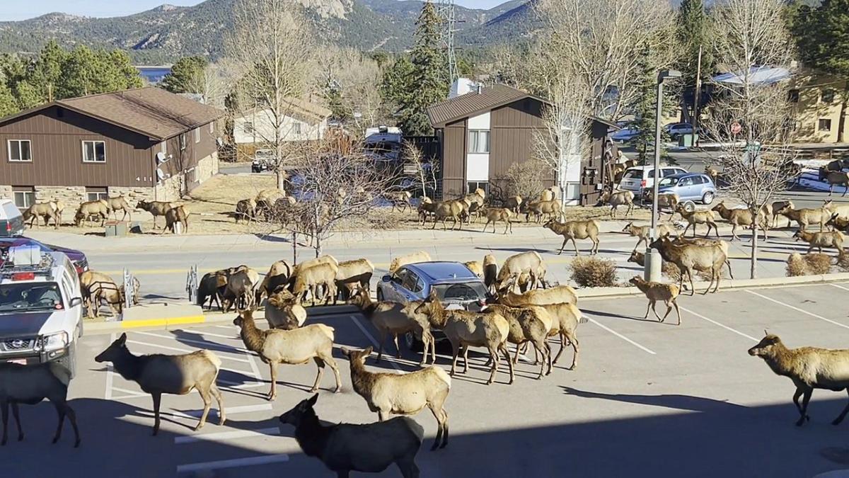 Massive elk herd passes through Colorado town