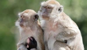 More than 40 monkeys escape SC research facility