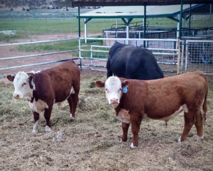 Navajo Nation Agriculture Dept. Warns Farmers and Ranchers to Disregard Communications from CKP Insurance