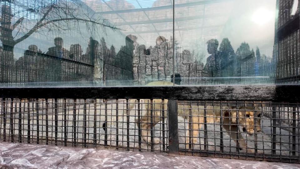 Putin gifts lion and brown bears to North Korea zoo