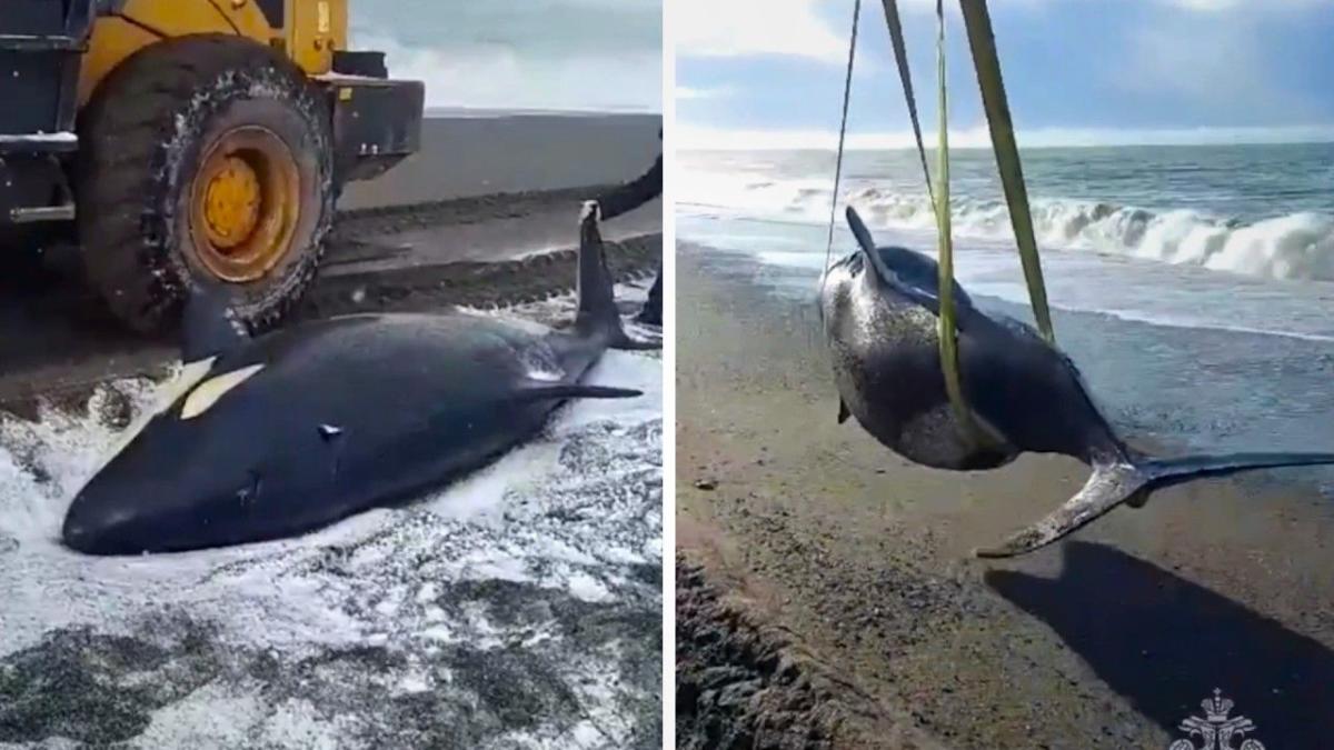 Rescuers use excavator to save orca stranded on snowy beach