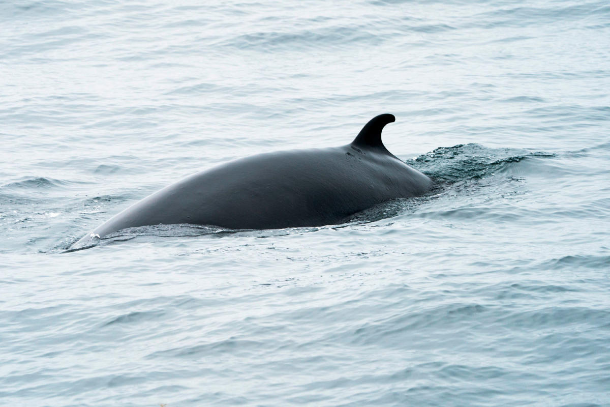 Researchers capture baleen whales for the first time to study their hearing