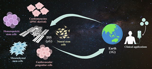 Stem Cells Grown in Space Turn Out to Have a Surprise Advantage