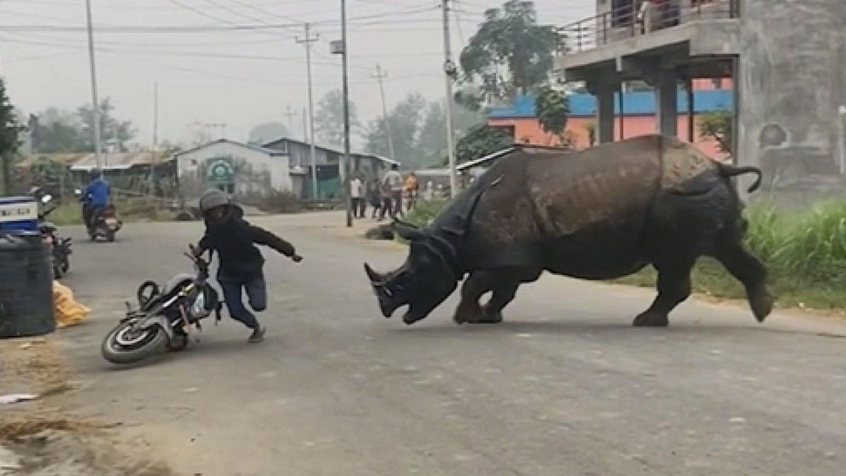 Terrifying moment rhino attacks motorcyclist in Nepal