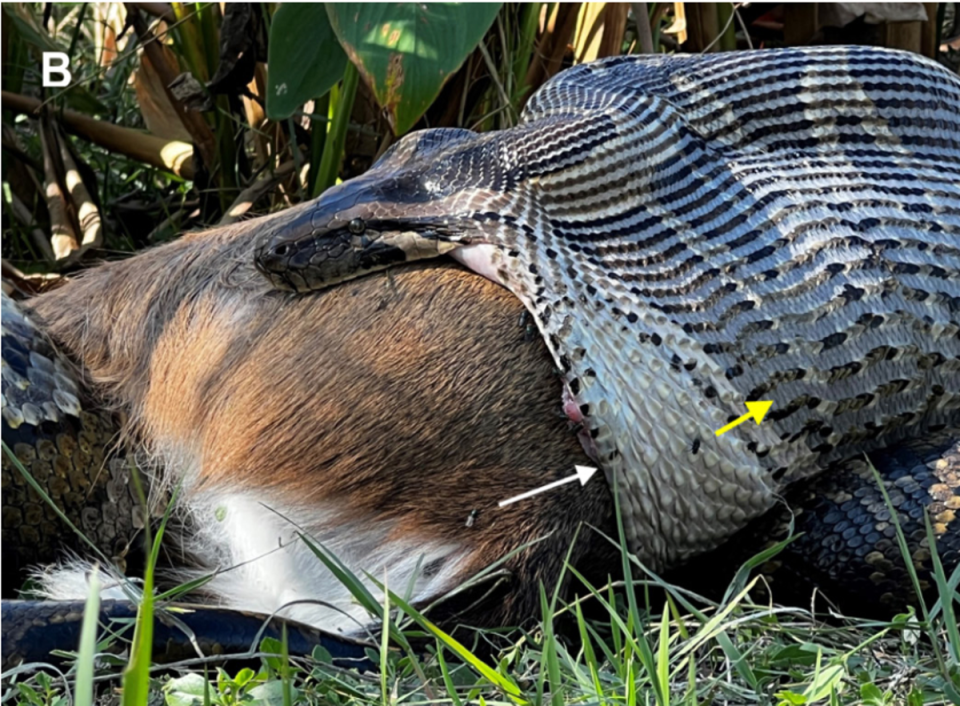 They’re eating the deer, they’re eating the cats: Large snakes invading Florida are eating the pets