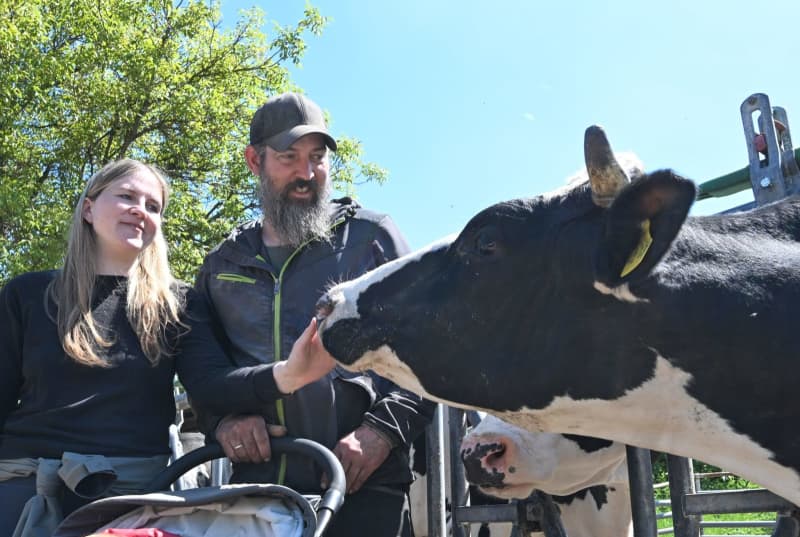 This German farm allows pigs, cows and horses to grow old in peace