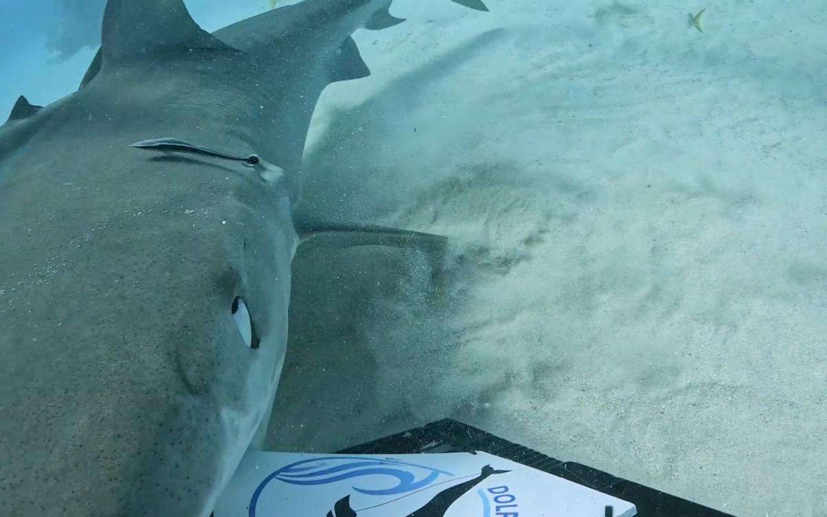 Tiger shark shows what it’s like to be eaten alive – by swallowing iPhone