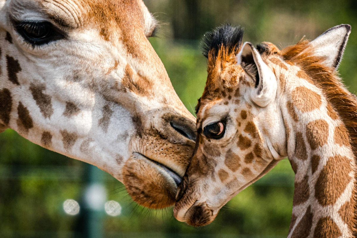 U.S. officials push to add some giraffes to endangered species list