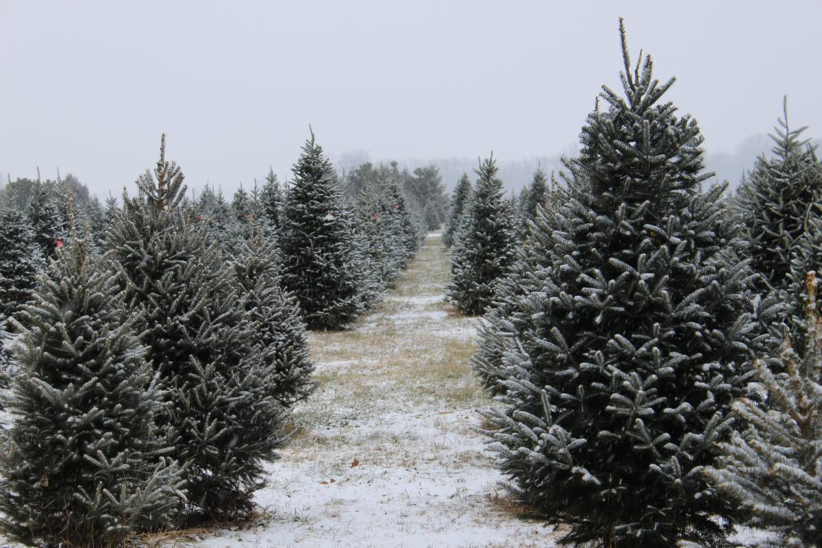 Want to cut your own Christmas tree? Here are tree farms within an hour of Green Bay