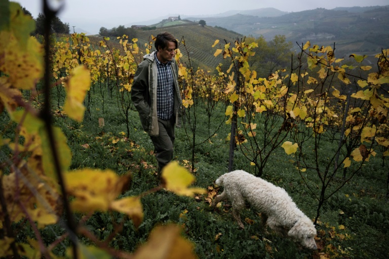 White truffles, Italy’s gold, menaced by climate change