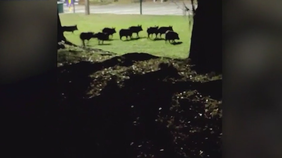 Wild boars invade Orlando neighborhood, leaving residents on edge