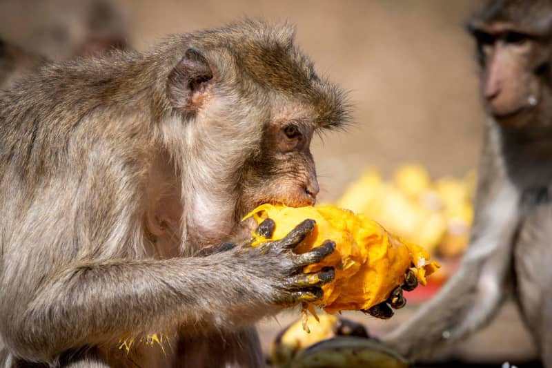 Wild monkeys made a Thai town famous and then drove residents crazy