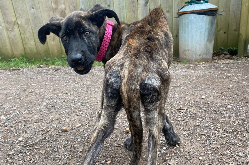 Woman who left her dog looking like this given 10-year pet ban