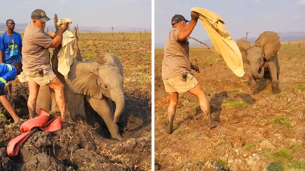 Wrong trunk! Elephant calf rescue goes awry for rangers