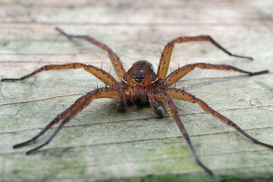 Zoo Celebrates Releasing Thousands of ‘Giant Spiders’ that Grow to Be the Size of a Human Hand