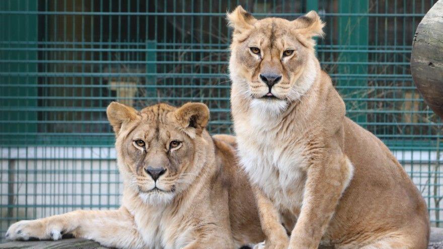 Zoo says Ukraine lionesses getting ‘second chance’