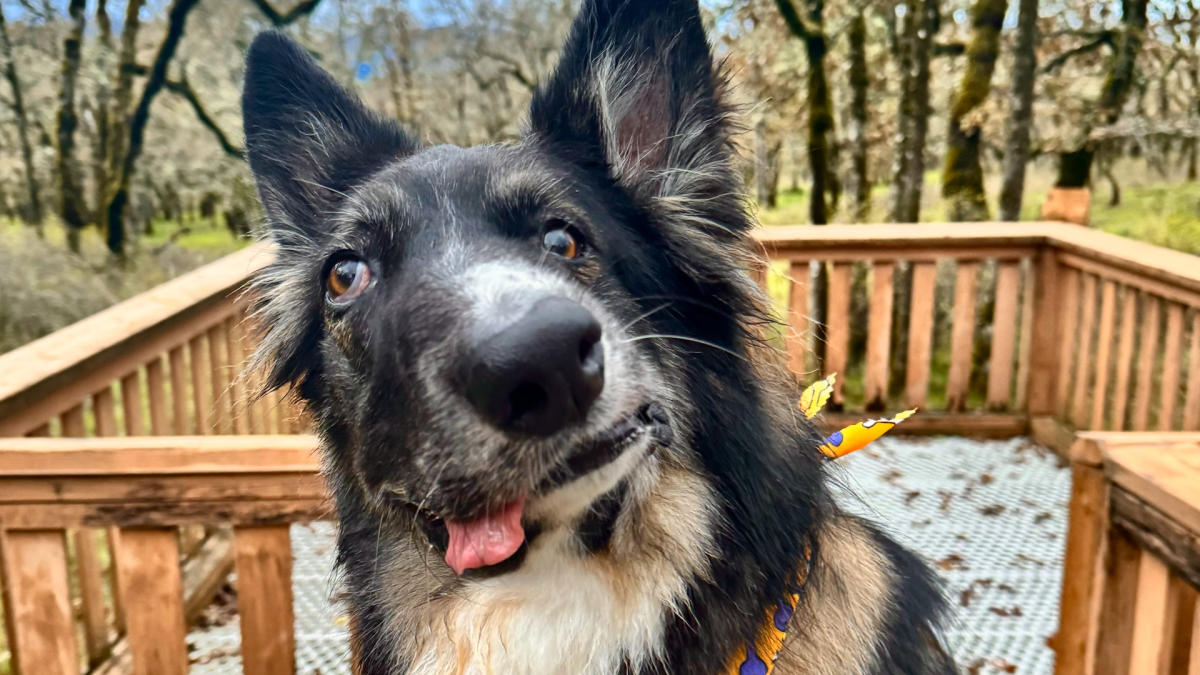 Adorable dog with wonky face compared to Picasso masterpiece