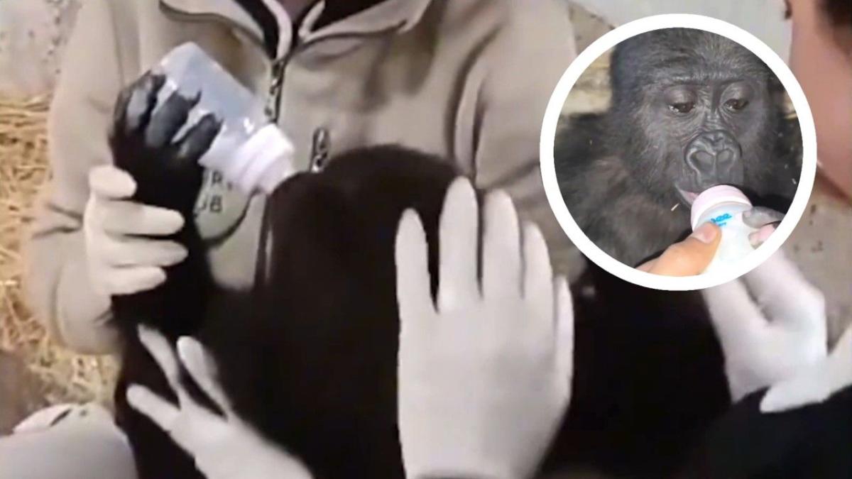 Authorities rescue baby gorilla after smuggling attempt at Istanbul Airport