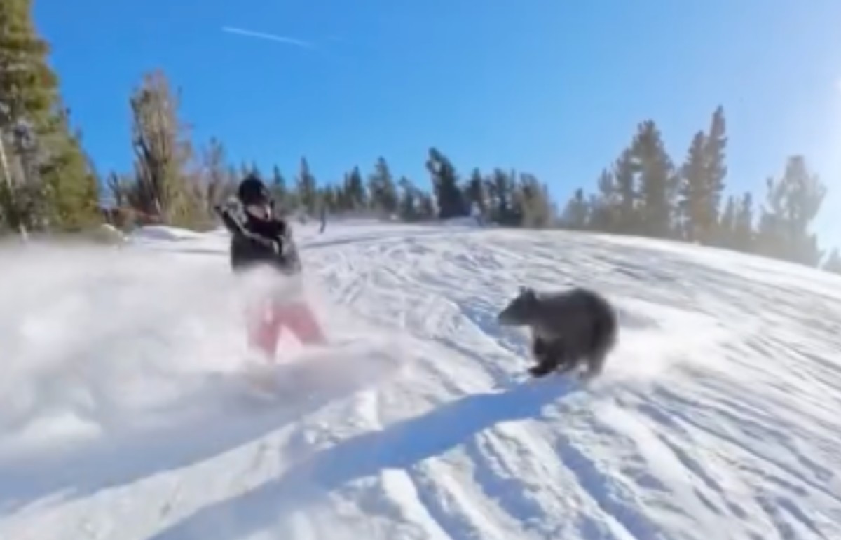 Bear Takes Out Snowboarder at California Ski Resort