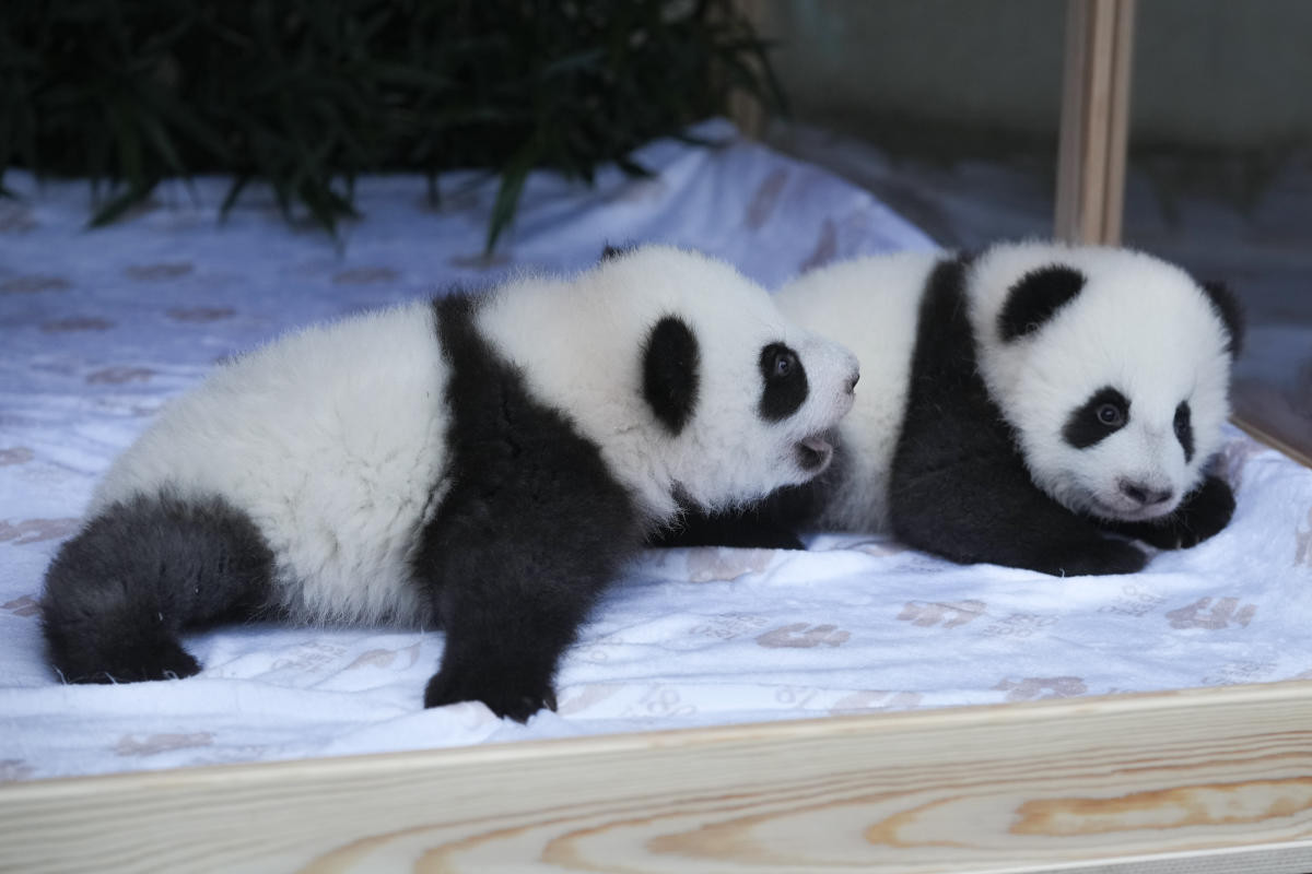 Berlin’s new panda twins have been named. Meet Leni and Lotti, or Meng Hao and Meng Tian