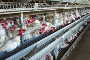 Bird flu found in nearly 1 million chickens in Darke County