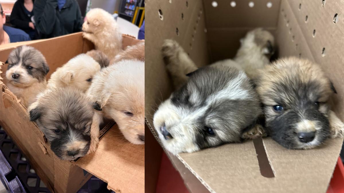 Box of puppies found abandoned at Pennsylvania park just days before Christmas